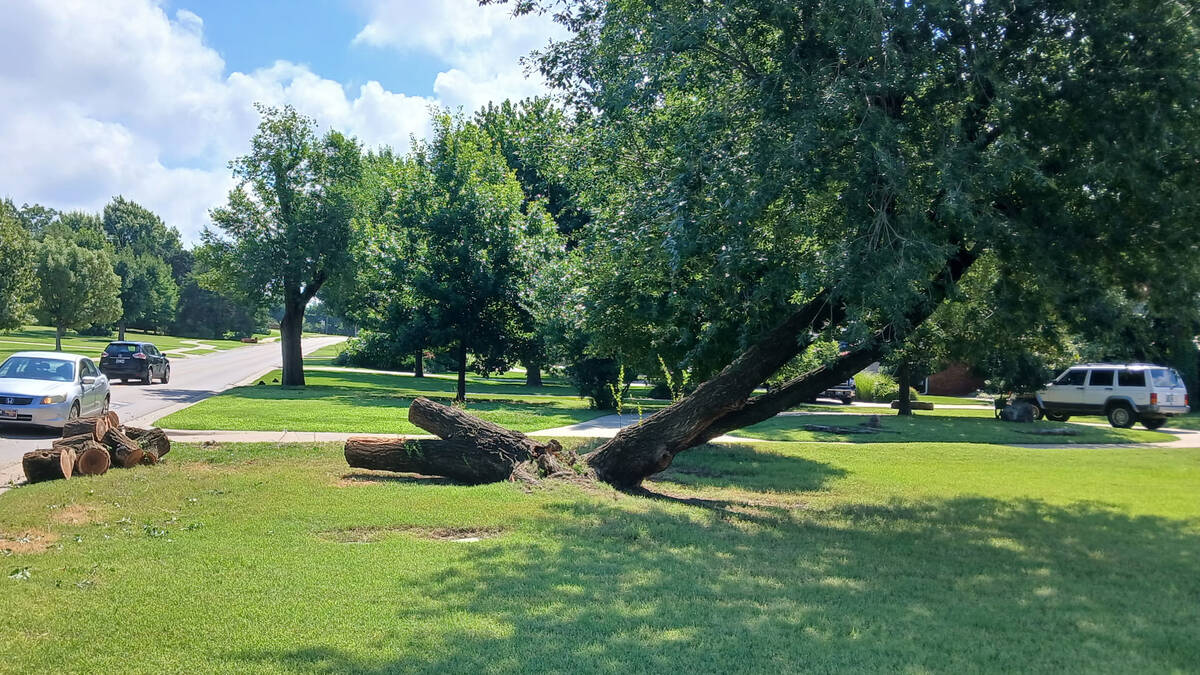 Professional tree service in Oklahoma City